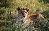 TANZANIA - Serengeti National Park - Leoni Lions - 12